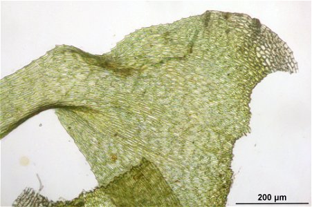 Ctenidium molluscum