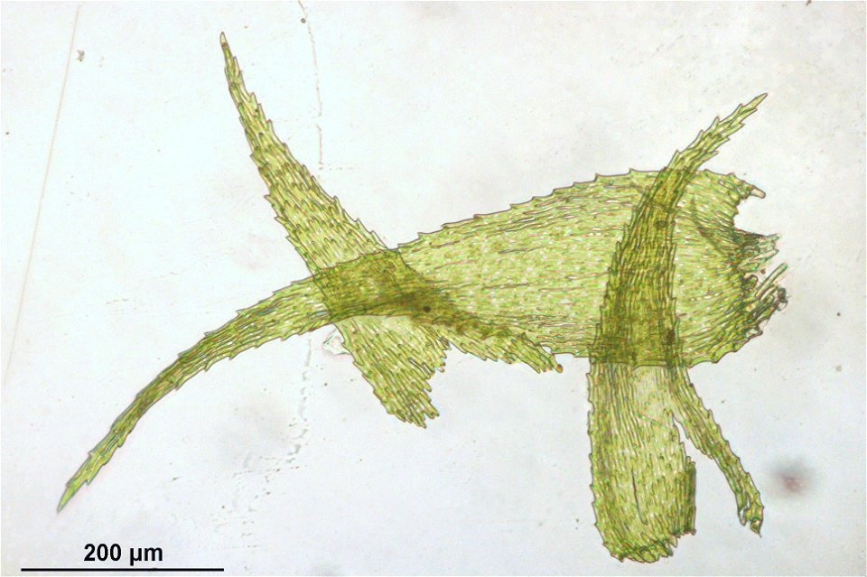 Ctenidium molluscum
