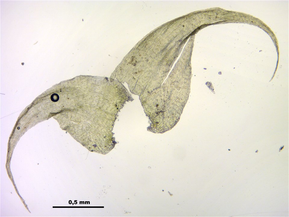 Ctenidium molluscum