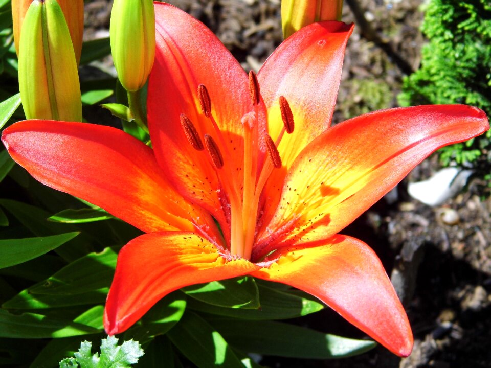 Bloom plant nature