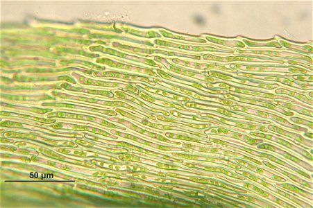 Ctenidium molluscum