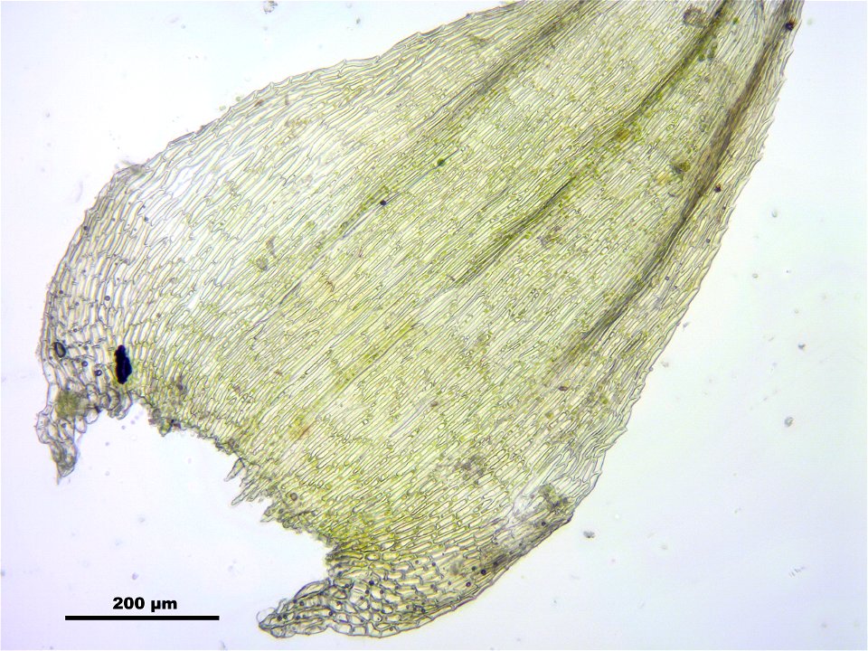 Ctenidium molluscum