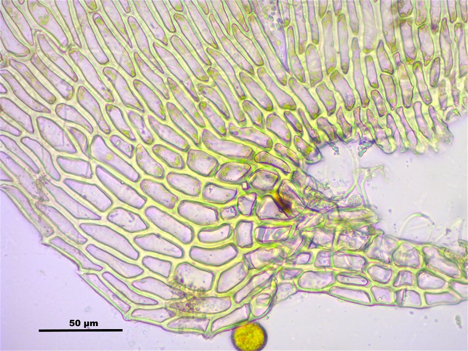 Ctenidium molluscum