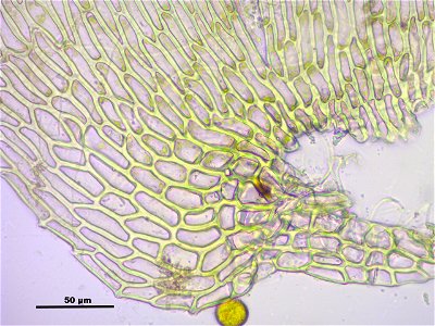 Ctenidium molluscum