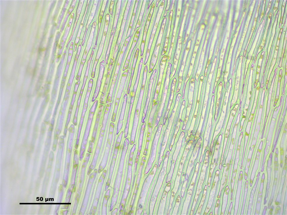 Ctenidium molluscum