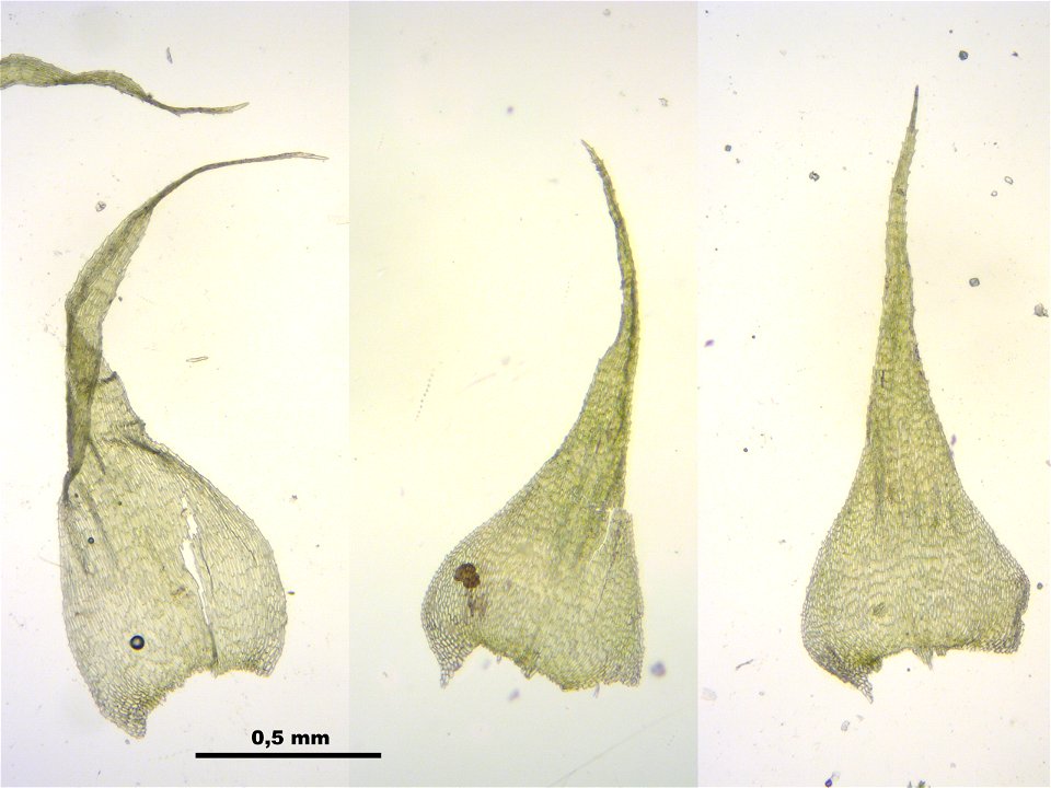 Ctenidium molluscum