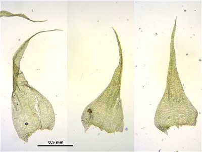 Ctenidium molluscum