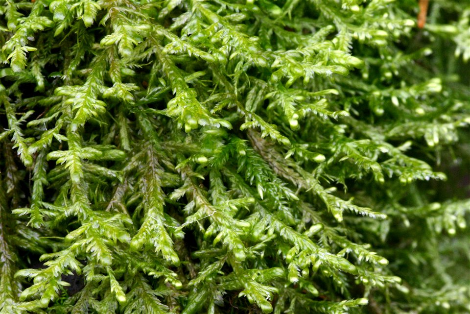 Neckera complanata
