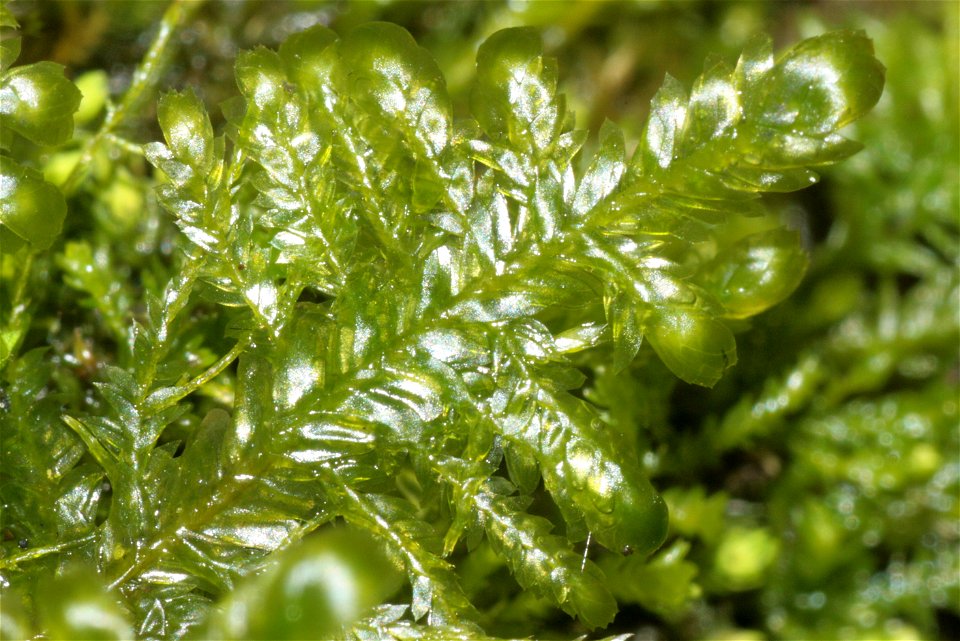 Neckera complanata