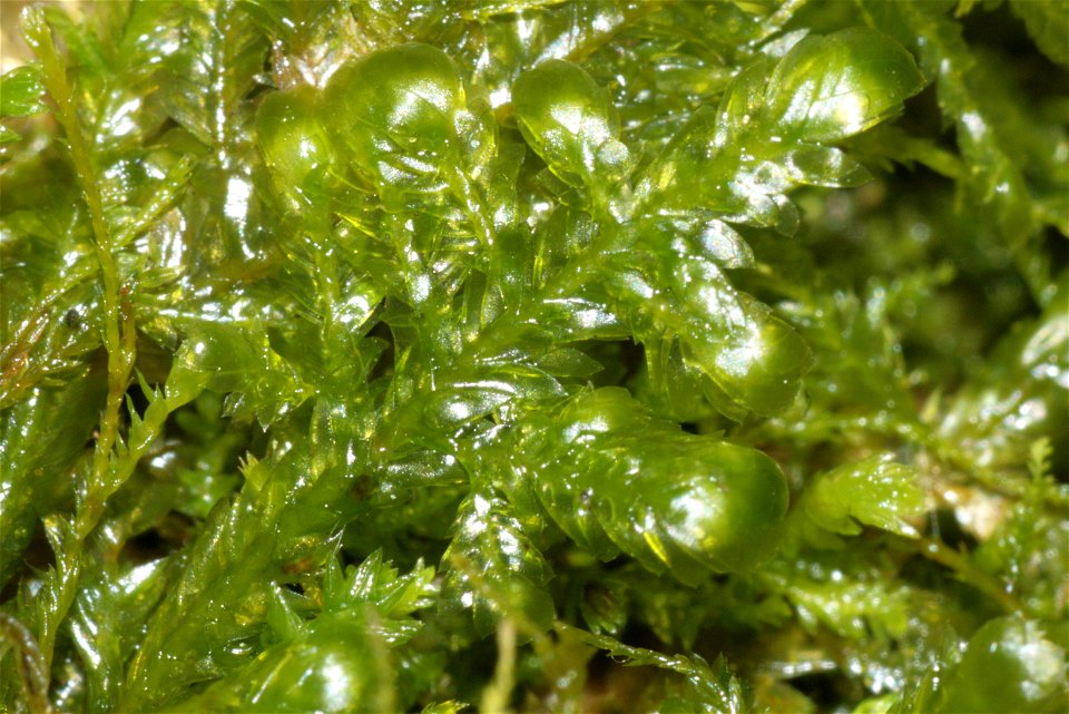 Neckera complanata