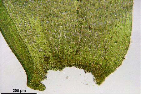 Neckera complanata
