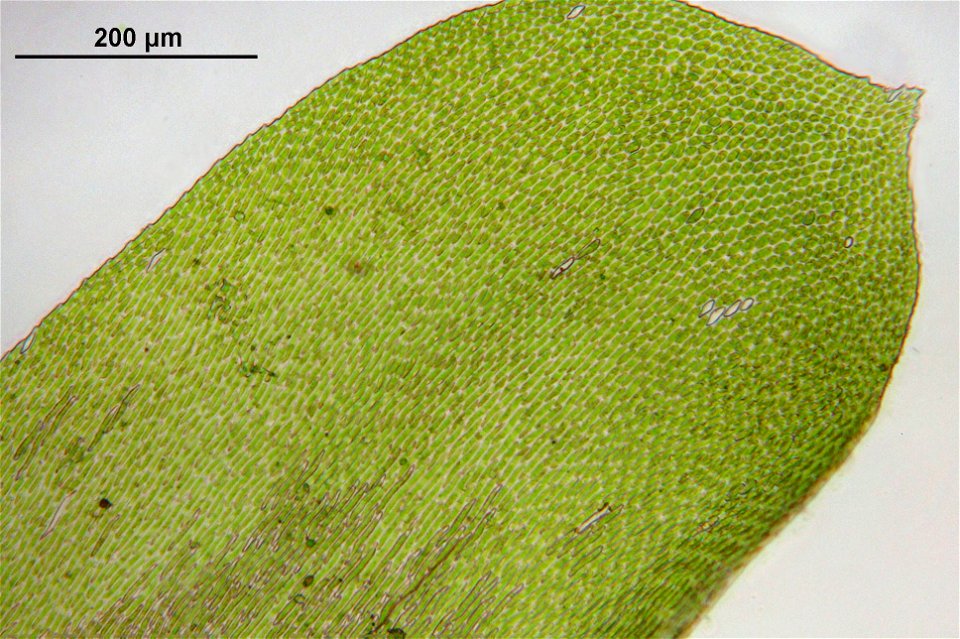 Neckera complanata