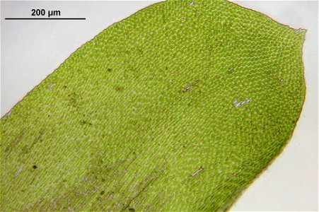 Neckera complanata