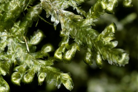 Neckera complanata