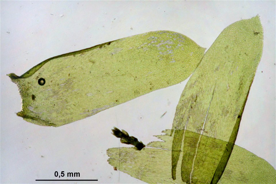 Neckera complanata