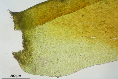 Neckera complanata