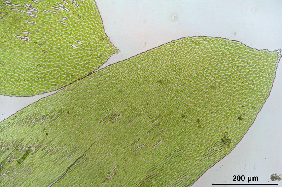 Neckera complanata