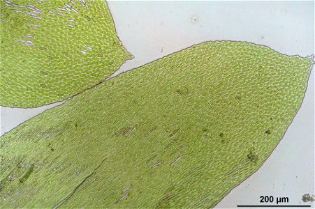 Neckera complanata