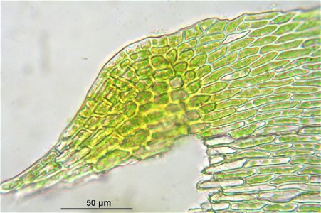 Neckera complanata