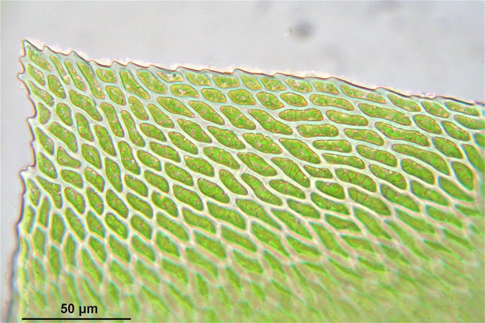 Neckera complanata