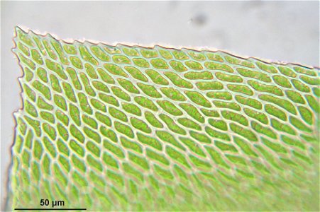 Neckera complanata