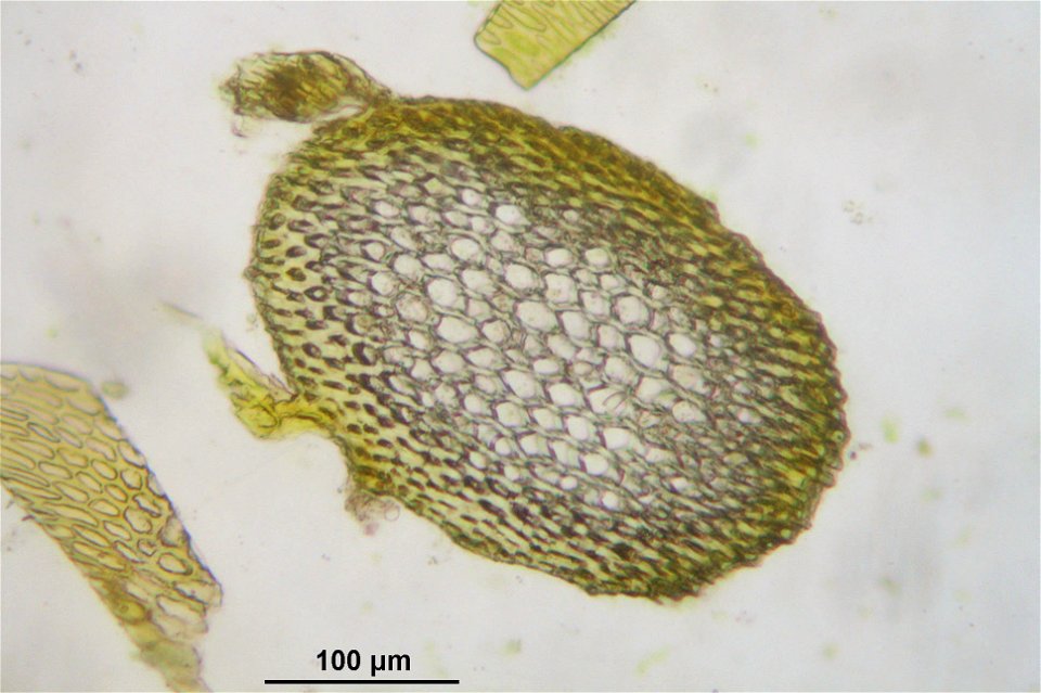 Neckera complanata
