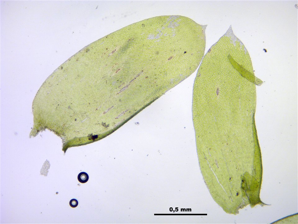Neckera complanata