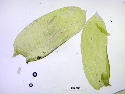 Neckera complanata