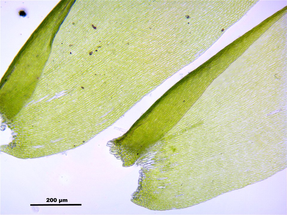 Neckera complanata