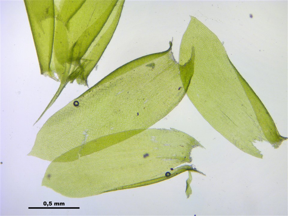Neckera complanata