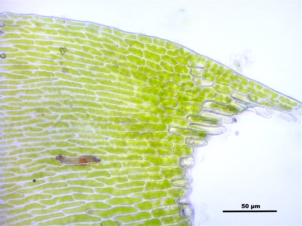 Neckera complanata