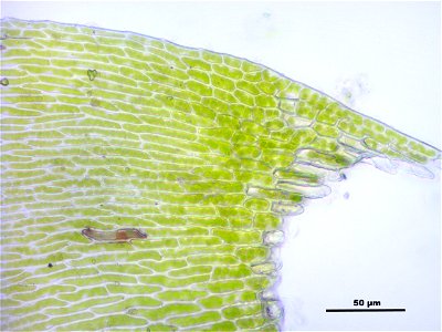 Neckera complanata