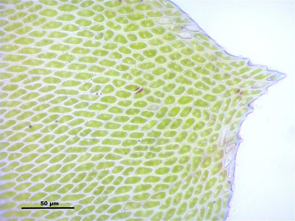Neckera complanata