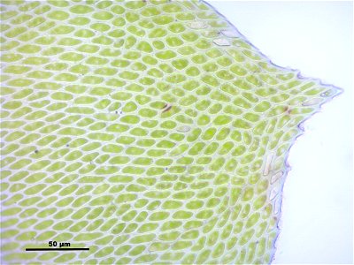 Neckera complanata