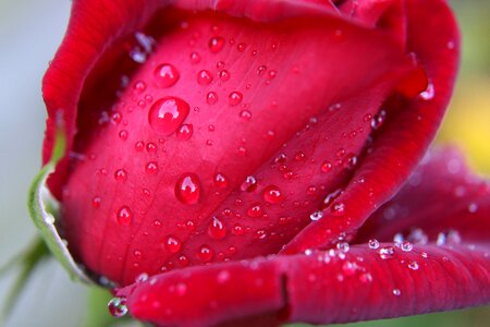 Feeling roze roos