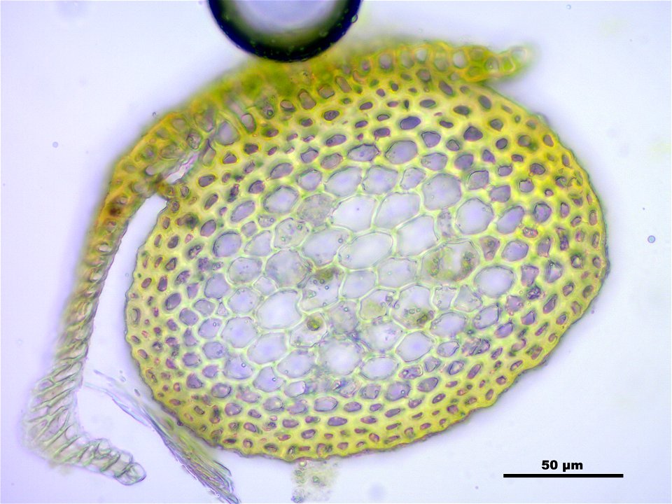 Neckera complanata