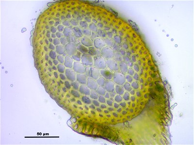 Neckera complanata