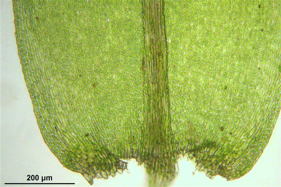 Thamnobryum alopecurum