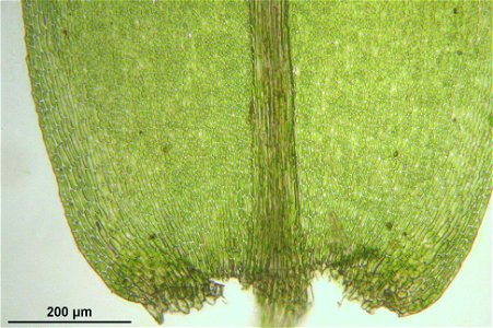 Thamnobryum alopecurum