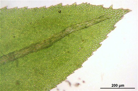 Thamnobryum alopecurum