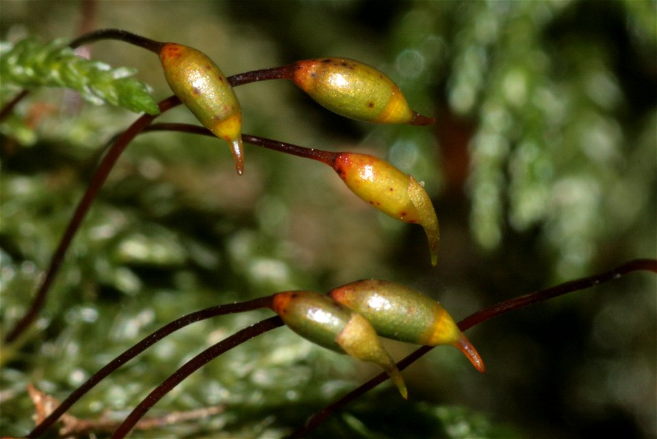 Thamnobryum alopecurum