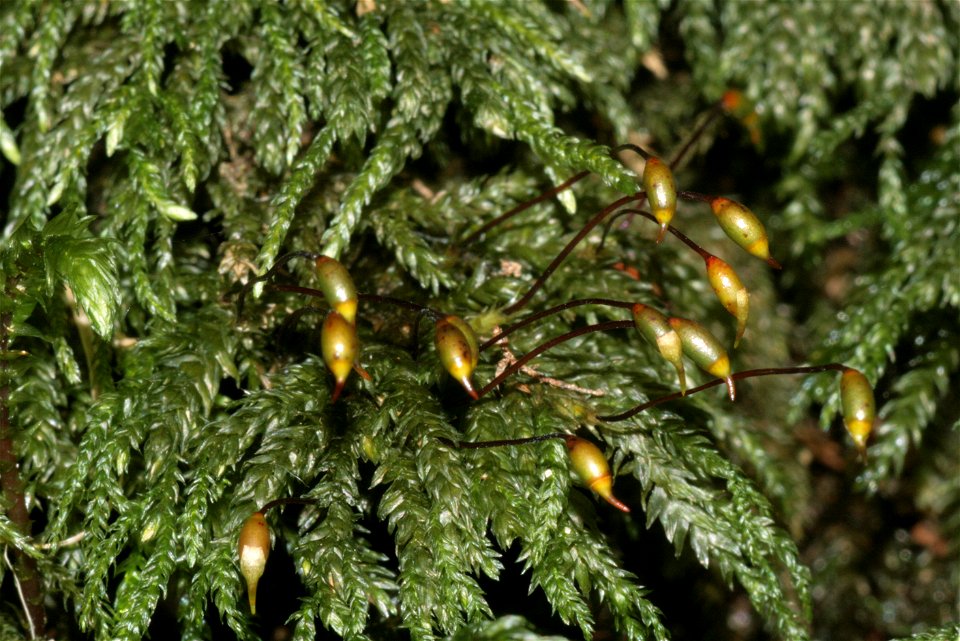 Thamnobryum alopecurum