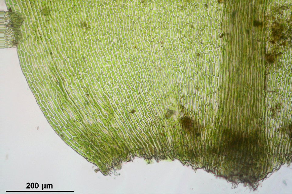 Thamnobryum alopecurum