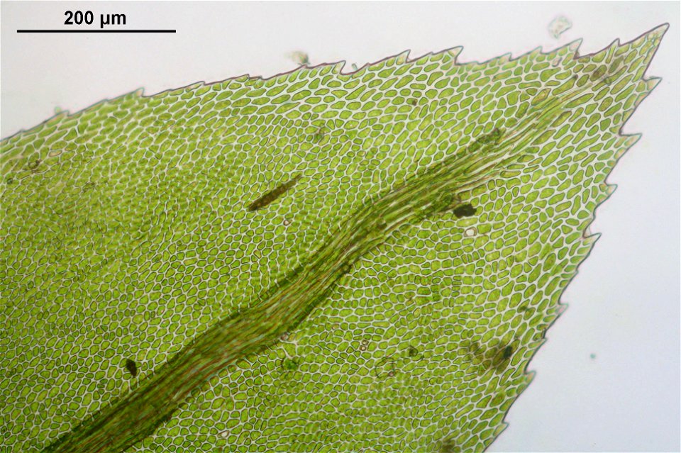 Thamnobryum alopecurum