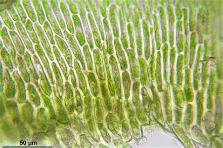 Thamnobryum alopecurum