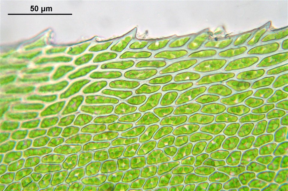 Thamnobryum alopecurum