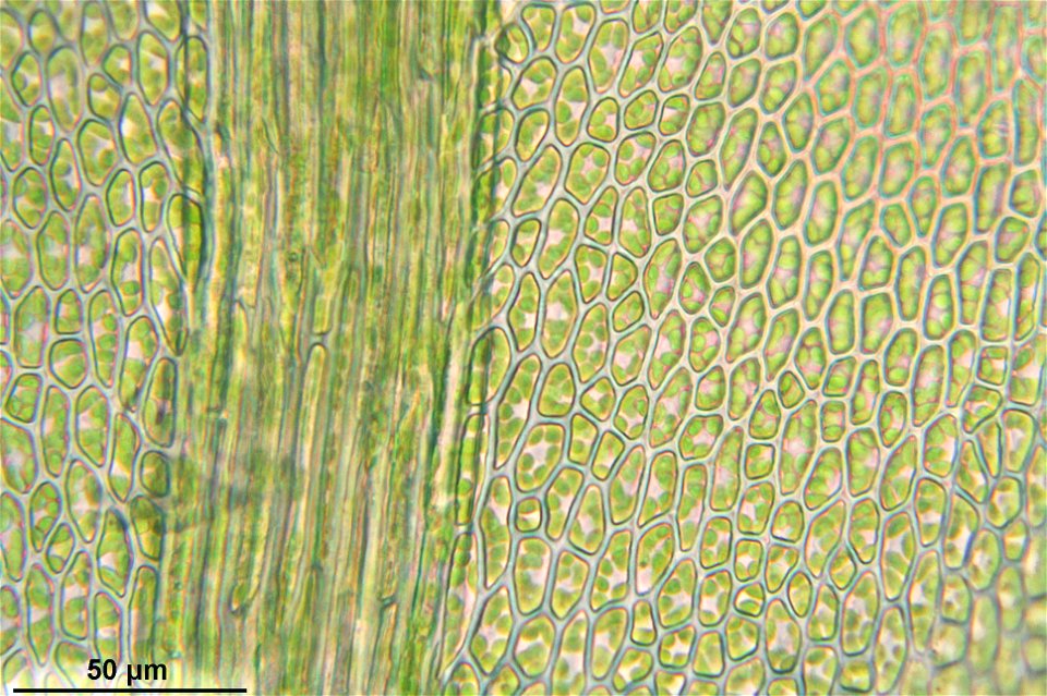 Thamnobryum alopecurum