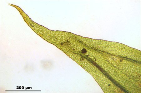 Leucodon sciuroides