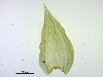 Leucodon sciuroides