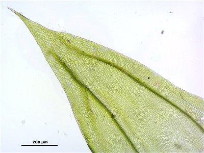 Leucodon sciuroides